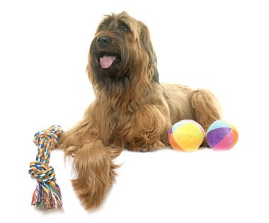 Brie çoban köpeği Studio