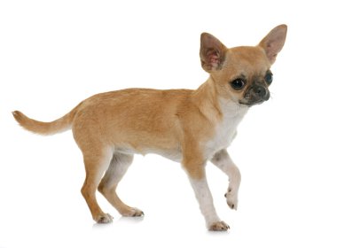 köpek chihuahua Studio