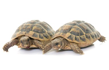 Testudo hermanni kaplumbağa 