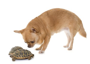 Chihuahua ve kaplumbağa 