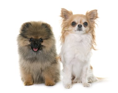 köpek yavrusu pomeranian spitz ve chihuahua