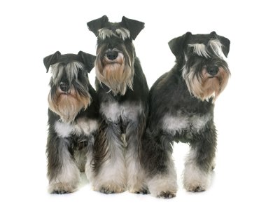siyah ve beyaz minyatür schnauzers