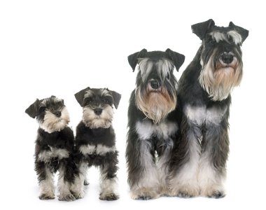 Aile minyatür schnauzers