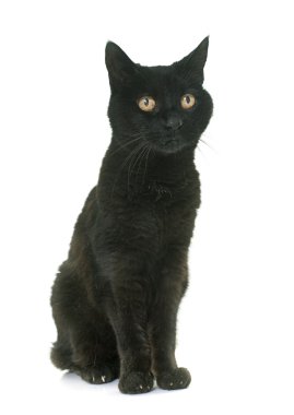 Yaşlı siyah kedi