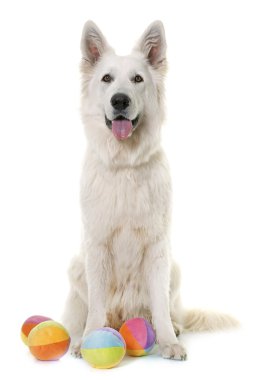 Beyaz İsviçre Çoban Köpeği