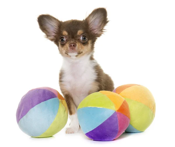 Cucciolo marrone chihuahua — Foto Stock