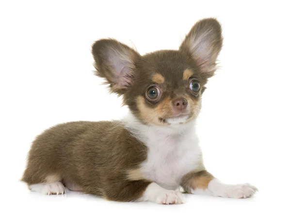 Kahverengi köpek chihuahua — Stok fotoğraf