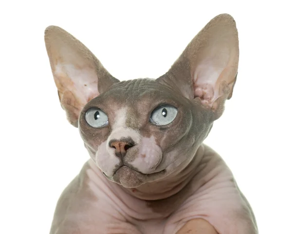 Sphinx cat in studio — Stock Photo, Image