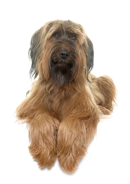 Briard en el estudio — Foto de Stock