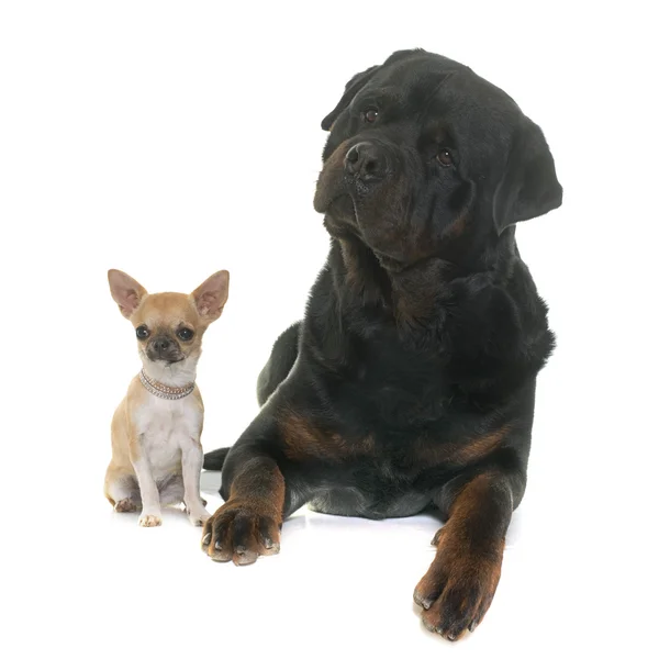 Puppy chihuahua and rottweiler — Stock Photo, Image