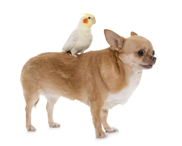 Chihuahua and cockatiel — Stock Photo, Image