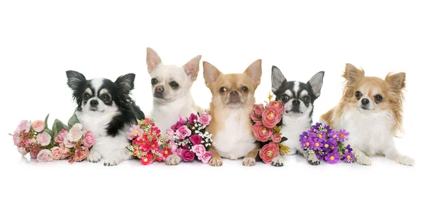 Grupp av chihuahuas — Stockfoto