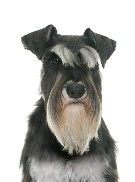 Preto e branco miniatura schnauzer — Fotografia de Stock