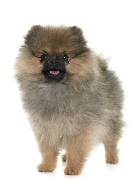 Köpek yavrusu pomeranian spitz — Stok fotoğraf