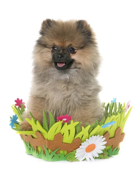 Cachorro pomeranian spitz — Foto de Stock