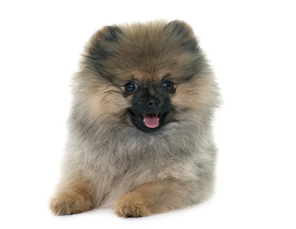 Köpek yavrusu pomeranian spitz — Stok fotoğraf