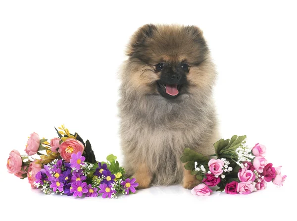 Cachorro pomeranian spitz — Fotografia de Stock