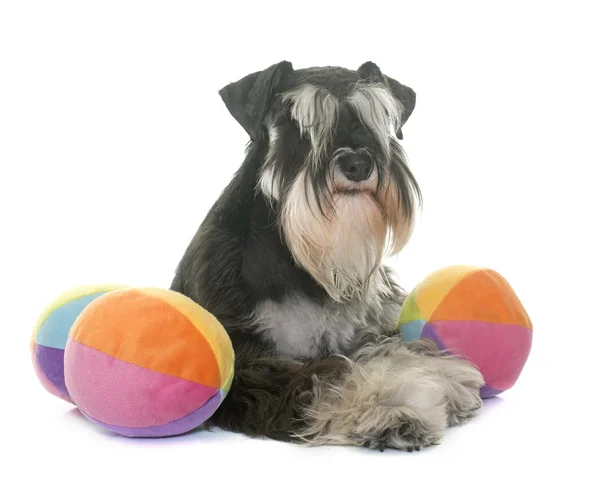 สีดําและสีขาว schnauzer ขนาดเล็ก — ภาพถ่ายสต็อก