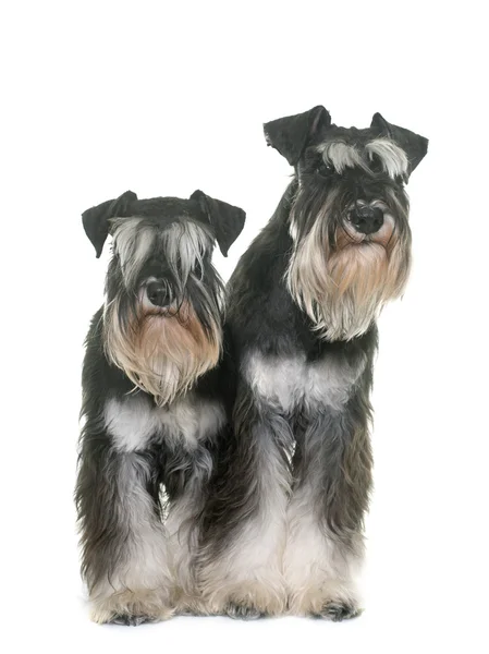 Schnauzers en miniatura en blanco y negro — Foto de Stock