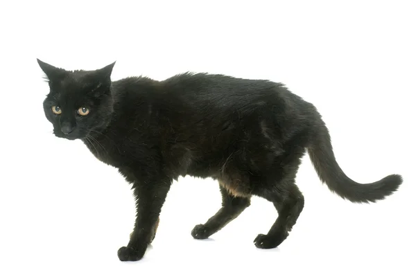 Old black cat — Stock Photo, Image