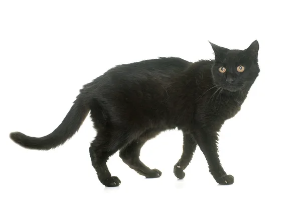 Velho gato preto — Fotografia de Stock