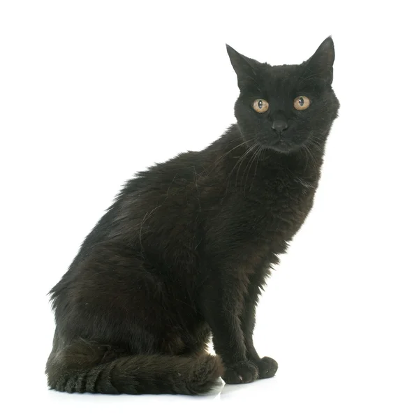 古い黒猫 — ストック写真