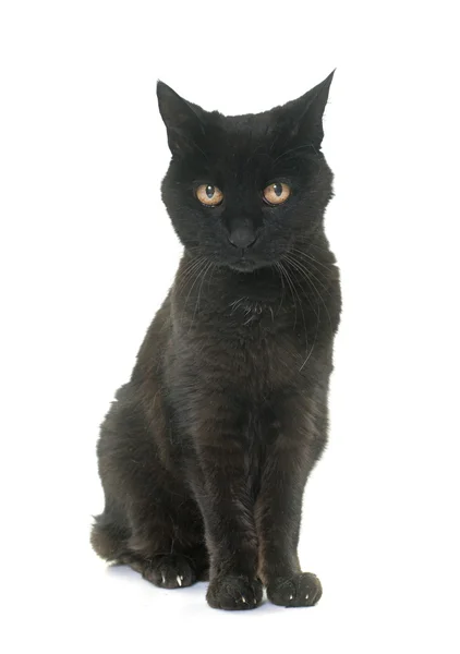 Velho gato preto — Fotografia de Stock