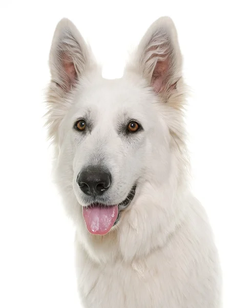 Cão pastor suíço branco — Fotografia de Stock