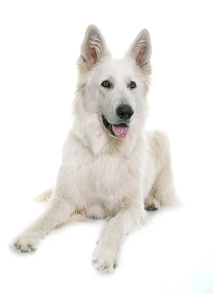 Perro pastor suizo blanco — Foto de Stock