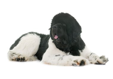 siyah ve beyaz newfoundland köpek