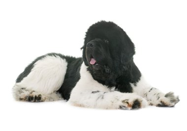 black and white newfoundland dog clipart