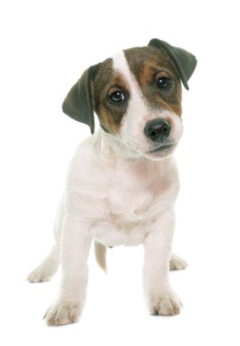 yavru jack russel terrier