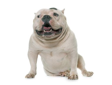 Beyaz Amerikan kabadayı