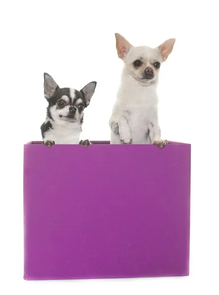 Chihuahuas en caja — Foto de Stock