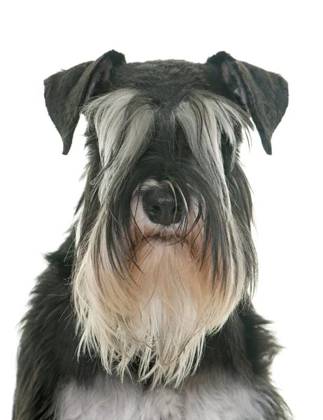 Preto e branco miniatura schnauzer — Fotografia de Stock