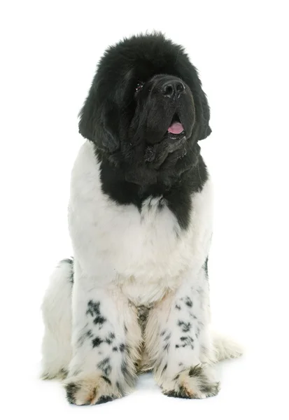 Chien newfoundland noir et blanc — Photo