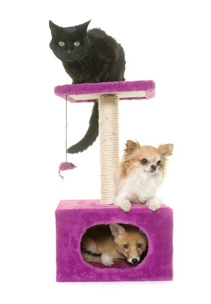 Zorro, perro y gato en poste rascado —  Fotos de Stock