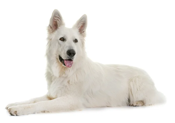 Perro pastor suizo blanco — Foto de Stock