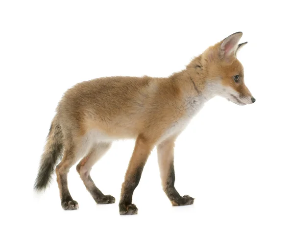 Red fox cub and dog — Stock Photo, Image