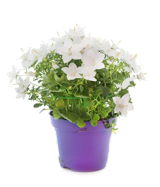 Campanula in studio — Foto Stock