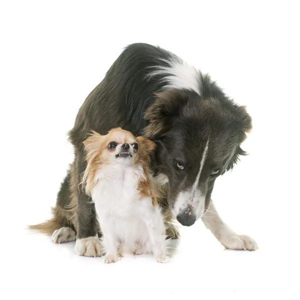 Chihuahua y border collie — Foto de Stock