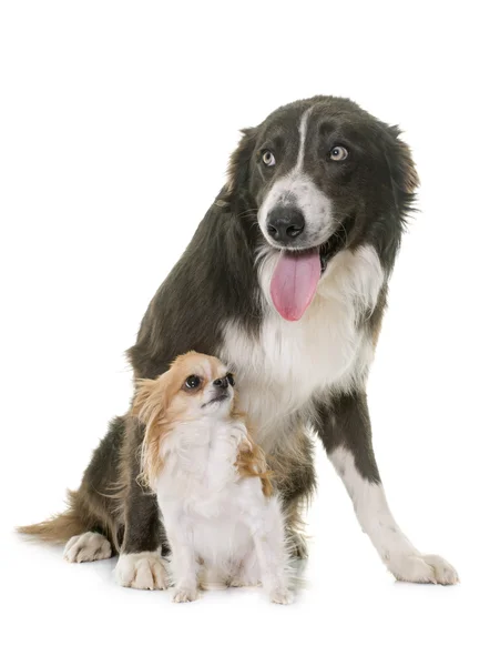 Chihuahua en een border collie — Stockfoto