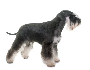 siyah ve beyaz minyatür schnauzer