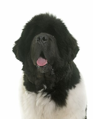 siyah ve beyaz newfoundland köpek