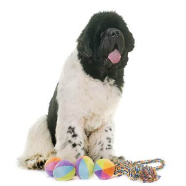 siyah ve beyaz newfoundland köpek