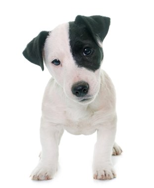 yavru jack russel terrier