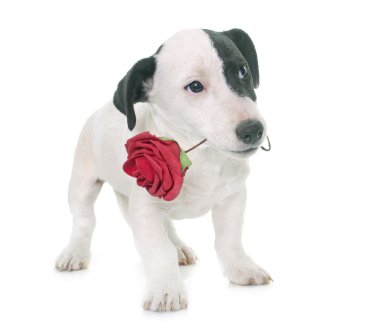 yavru jack russel terrier