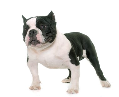 köpek yavrusu Amerikan kabadayı