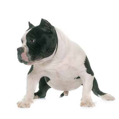 köpek yavrusu Amerikan kabadayı