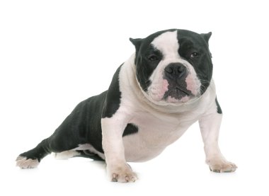 puppy american bully clipart